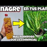 Bicarbonato y vinagre para plantas: la solución natural para cuidar tu jardín
