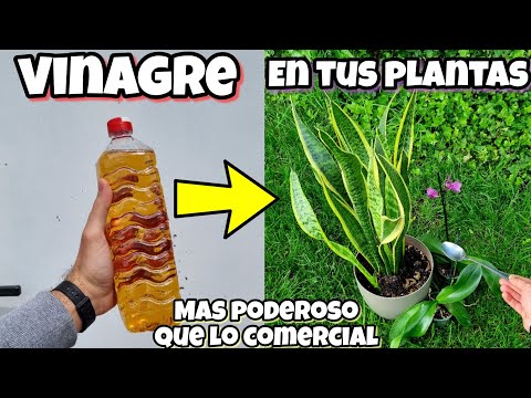 Bicarbonato y vinagre para plantas: la solución natural para cuidar tu jardín