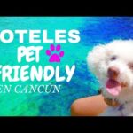 Cadenas Hoteleras Pet Friendly: ¡Viaja con tu mascota sin preocupaciones!