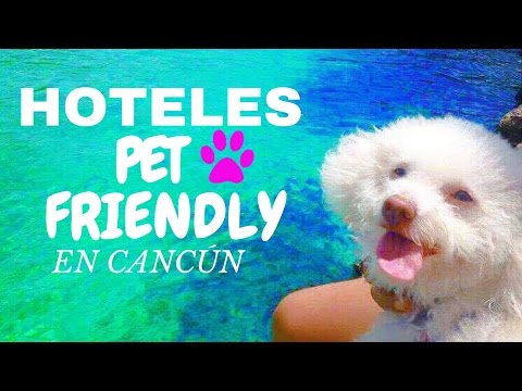 Cadenas Hoteleras Pet Friendly: ¡Viaja con tu mascota sin preocupaciones!