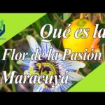 Flor de la Pasión en Sevilla: Descubre su belleza y significado