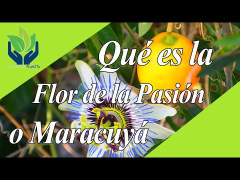 Flor de la Pasión en Sevilla: Descubre su belleza y significado