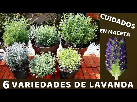 Descubre la planta parecida a la lavanda: características y cuidados