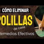 Elimina polillas en casa: Consejos efectivos