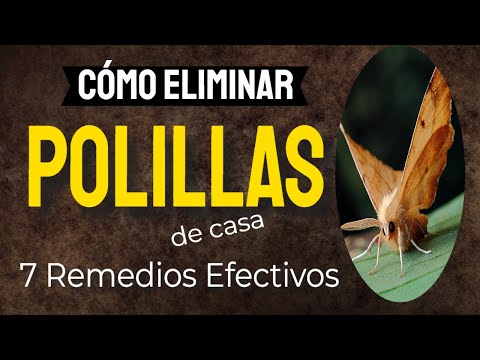 Elimina polillas en casa: Consejos efectivos