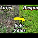 Consejos para un jardín bonito: Cómo hacerlo fácilmente