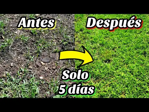 Consejos para un jardín bonito: Cómo hacerlo fácilmente