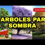 Árboles de jardín para sombra: Guía de selección y cuidado