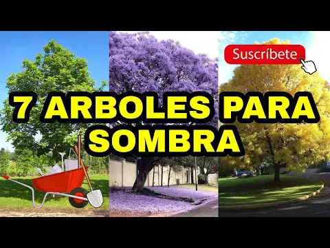 Árboles de jardín para sombra: Guía de selección y cuidado