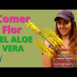 Significado de la flor de Aloe Vera: Todo lo que debes saber