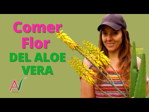 Significado de la flor de Aloe Vera: Todo lo que debes saber