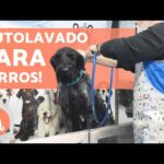 Lavado de perros cercano: Encuentra los mejores servicios cerca de ti.