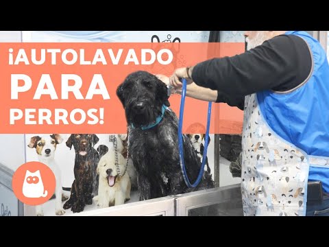 Lavado de perros cercano: Encuentra los mejores servicios cerca de ti.