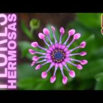 Flores en forma de campana: belleza natural para tu jardín