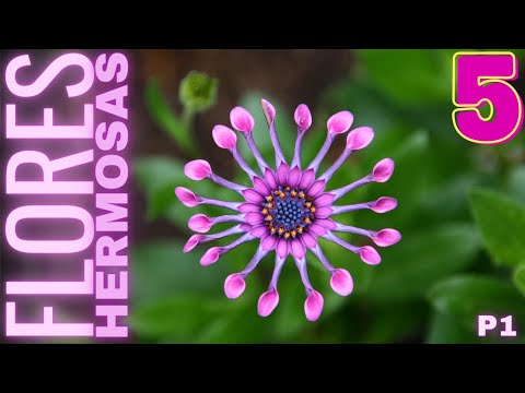 Flores en forma de campana: belleza natural para tu jardín