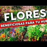 10 plantas imprescindibles para tu huerto doméstico