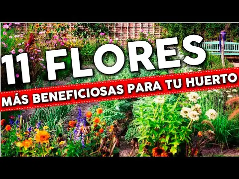 10 plantas imprescindibles para tu huerto doméstico