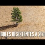 Plantas resistentes a la sequía: La solución para tu jardín