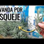 Cuándo plantar lavanda: Guía completa