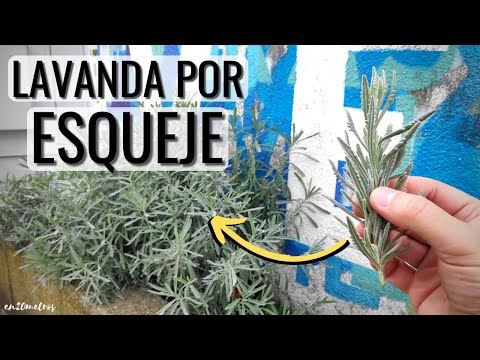 Cuándo plantar lavanda: Guía completa