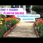 Plantación de tulipanes: momento ideal para sembrarlos