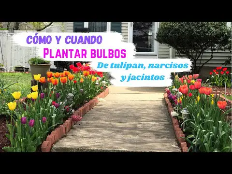 Plantación de tulipanes: momento ideal para sembrarlos