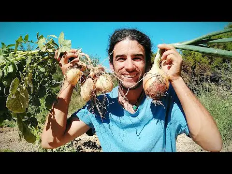 Plantas sin agua: la guía definitiva para un jardín sin riego.