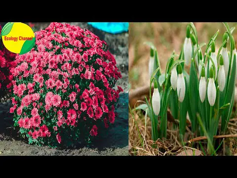 Plantas de invierno con flores: la belleza que sobrevive al frío