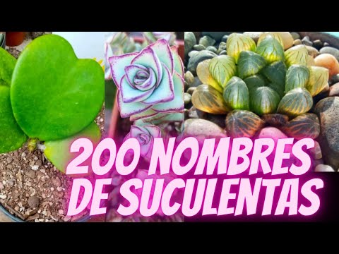 Nombres y fotos de plantas suculentas: Guía completa.