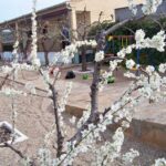 Casas Rurales cerca del Monasterio de Piedra - Descubre la naturaleza