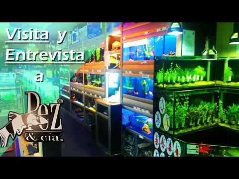 Tiendas de peces en Valladolid: Encuentra la mejor selección