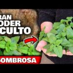 Descubre por qué las plantas son verdes