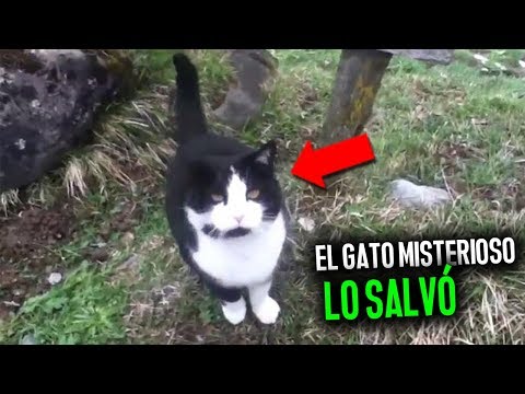 Retiro en la montaña de los gatos: disfruta de la naturaleza y relájate