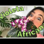 Cuidados de la violeta africana: Guía completa
