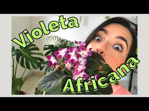 Cuidados de la violeta africana: Guía completa