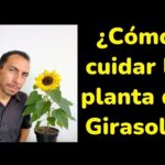 Cuidado del Girasol en Maceta: Consejos y Trucos