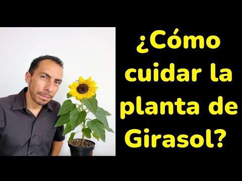 Cuidado del Girasol en Maceta: Consejos y Trucos