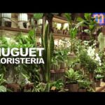 Tiendas de plantas en Madrid: Encuentra la mejor selección