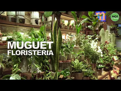 Tiendas de plantas en Madrid: Encuentra la mejor selección