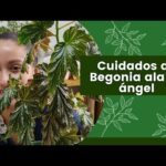 Cuidados de Begonia Ala de Ángel: Guía Completa