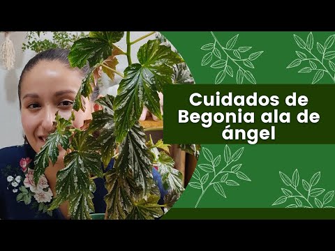 Cuidados de Begonia Ala de Ángel: Guía Completa