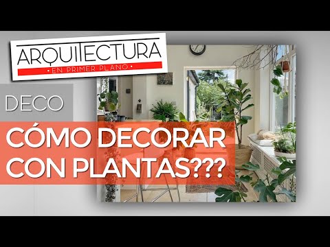 Plantas de interior ideales para decorar tu salón