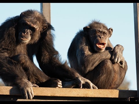 Casa de los Monos en España: Un Santuario para Primates