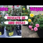 Plantas con flores rosas pequeñas: una belleza en miniatura