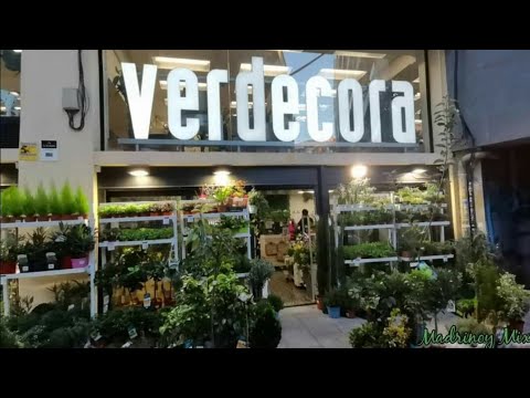 Dónde comprar plantas en Madrid: Guía completa