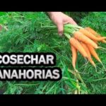 Guía para saber cuándo sembrar zanahorias