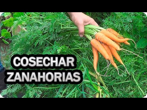 Guía para saber cuándo sembrar zanahorias