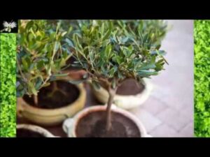 Cuidados del olivo en maceta: Guía completa