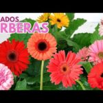 Gerbera: Cuidados y consejos para su cultivo en interiores y exteriores