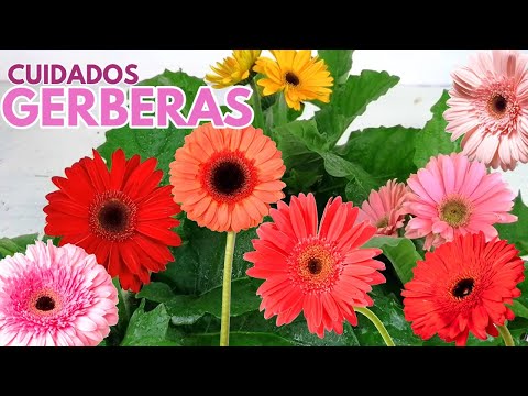 Gerbera: Cuidados y consejos para su cultivo en interiores y exteriores